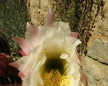 Buonconvento  2015 051